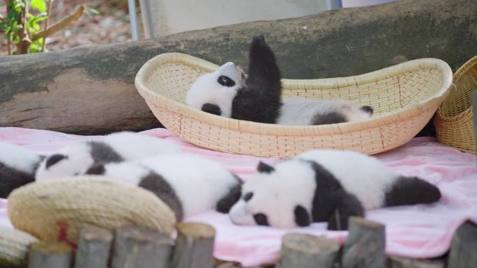 被饲养员放在篮子里的熊猫幼崽