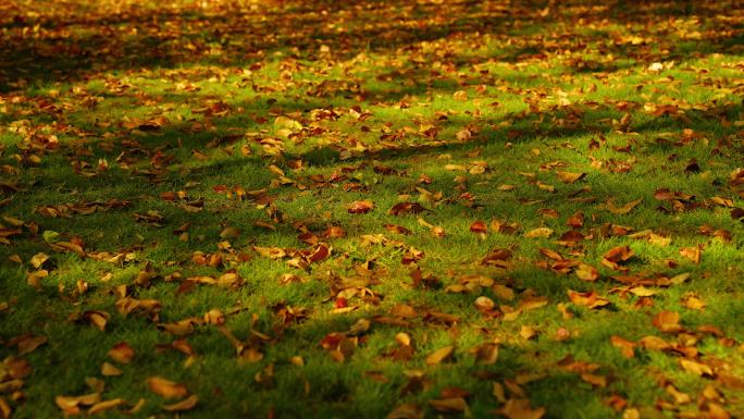 秋天落叶树影光线流动