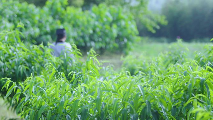 历史再现 古人赶路 郎中 自然风光