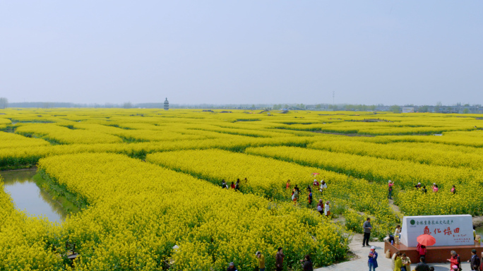 4k-兴化垛田风光油菜花