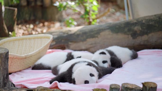 饲养员整理熊猫幼崽
