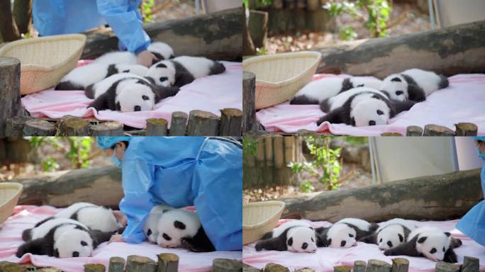 饲养员整理熊猫幼崽