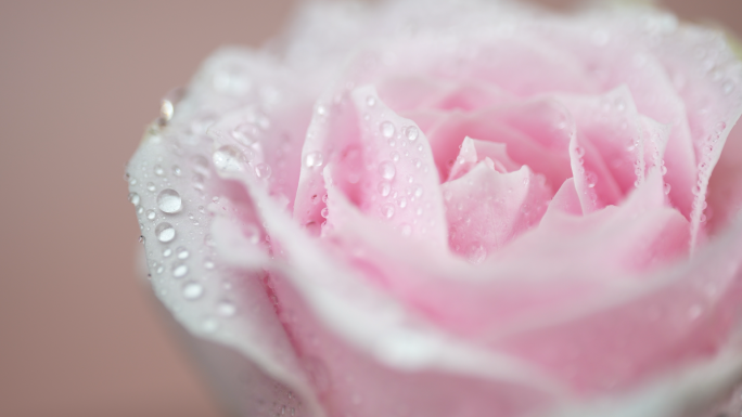 【4K】沾满水珠的粉玫瑰