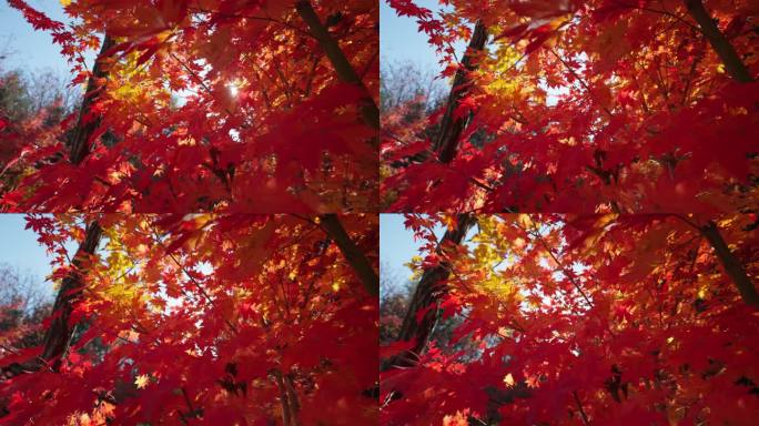 4K仰望唯美秋天红叶枫叶美丽的秋天