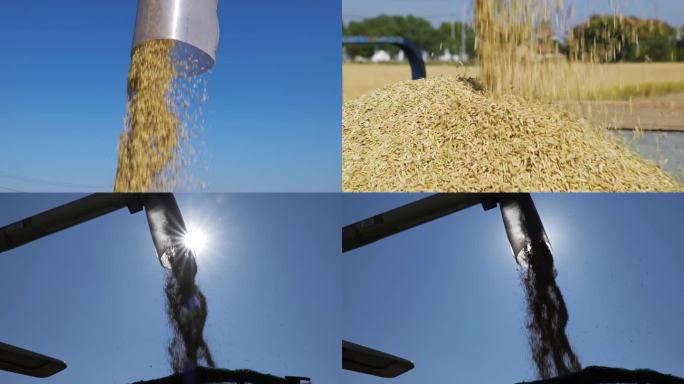 粮食丰收稻谷落下视频素材
