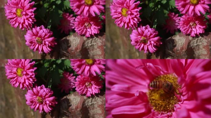 野花 花朵 蜜蜂