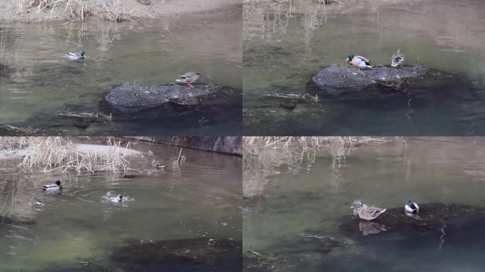 野鸟视频