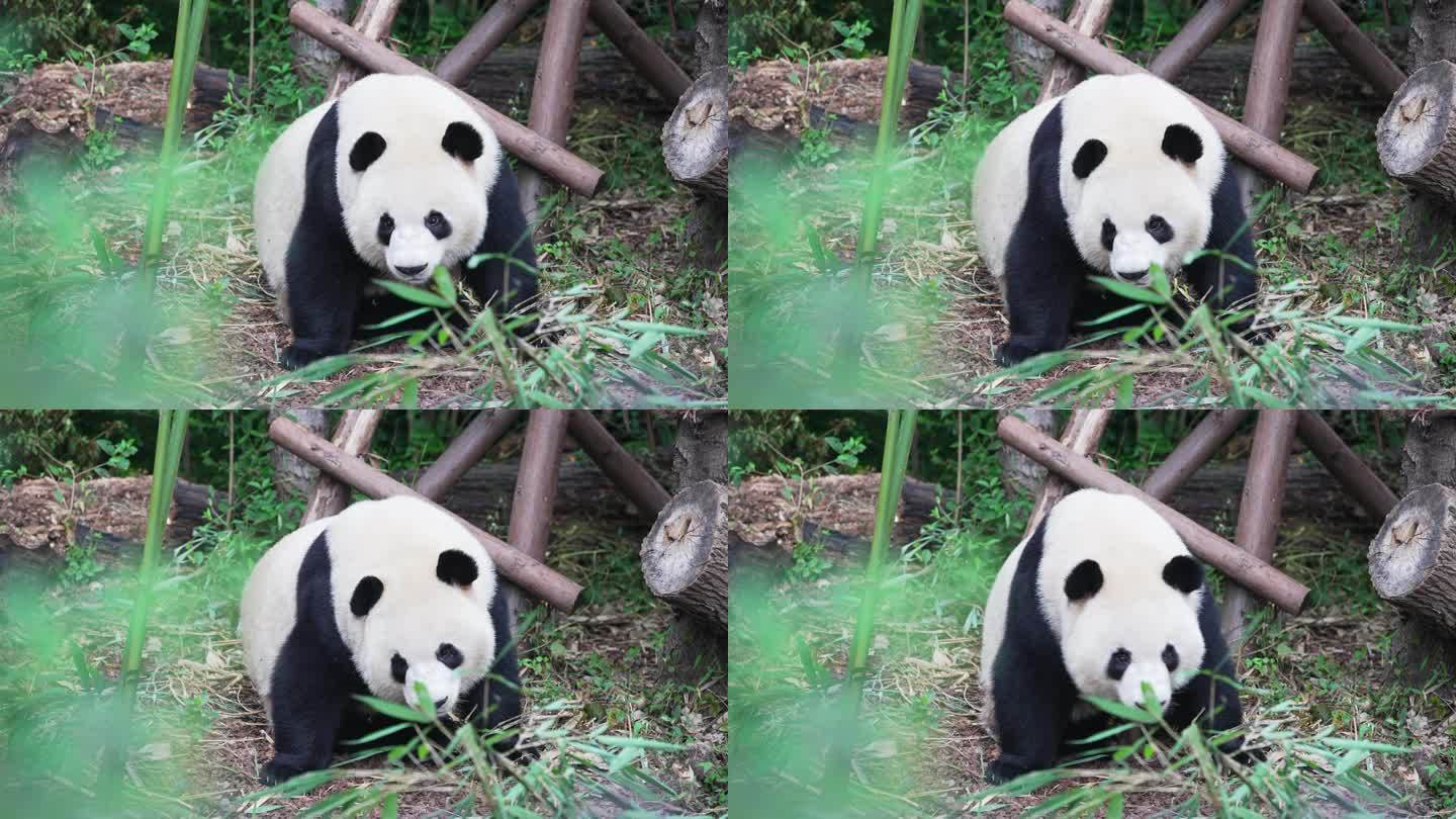熊猫挠痒