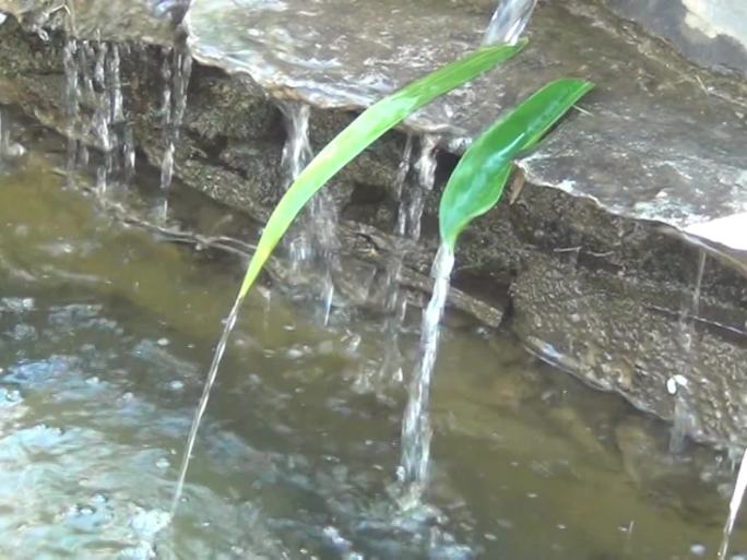 水流通过树叶