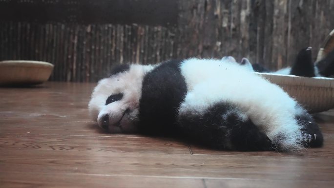 熊猫幼崽展示