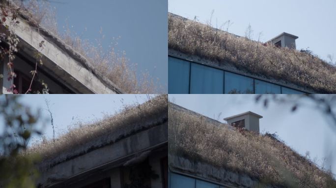 屋顶长草