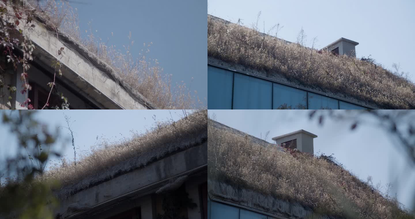 屋顶长草