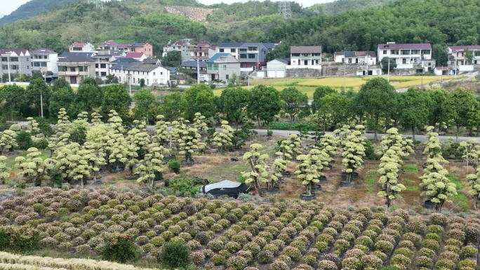 江南浙江山区农村田野花木苗木基地农田稻田