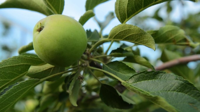 苹果 青苹果 种植 果园 果树