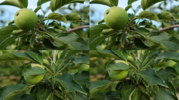 苹果 青苹果 种植 果园 果树