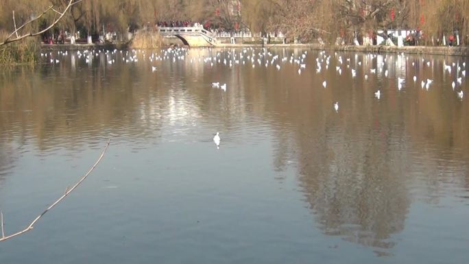 昆明翠湖海鸥群