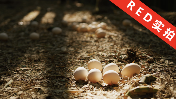 4k土鸡蛋竹林散养鸡蛋