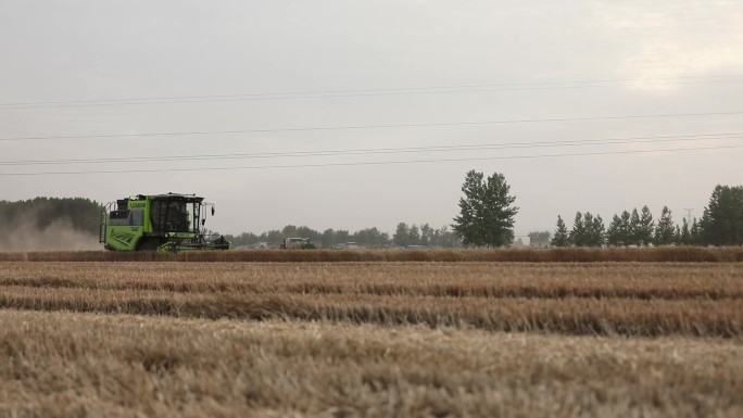 原创收割机麦子小麦新闻农产品农业