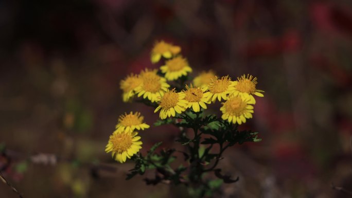 路边小黄菊花特写