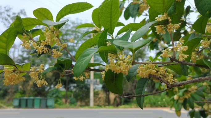 桂花飘香