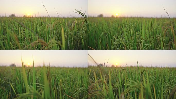 南方农作物水稻成熟 丰收季节