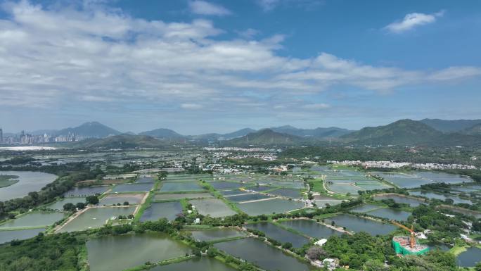 深圳 福田 保税区 河套 香港 湿地保护