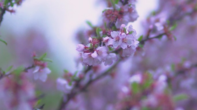 桃花 雨后桃花特写 雨露桃花