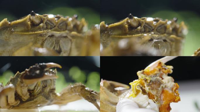螃蟹实拍4K素材蟹肉蟹黄展示
