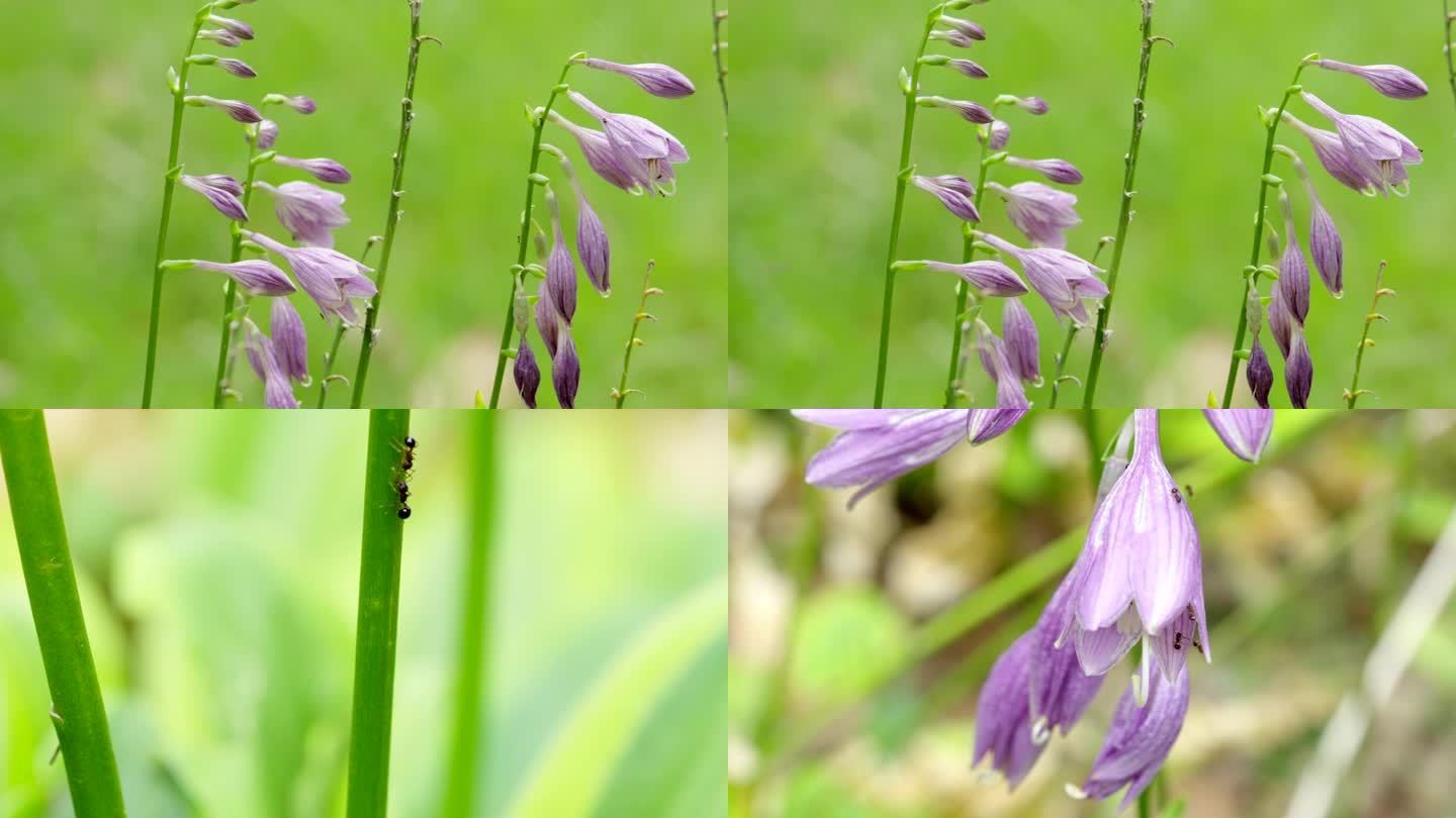 4k微距花朵紫玉簪