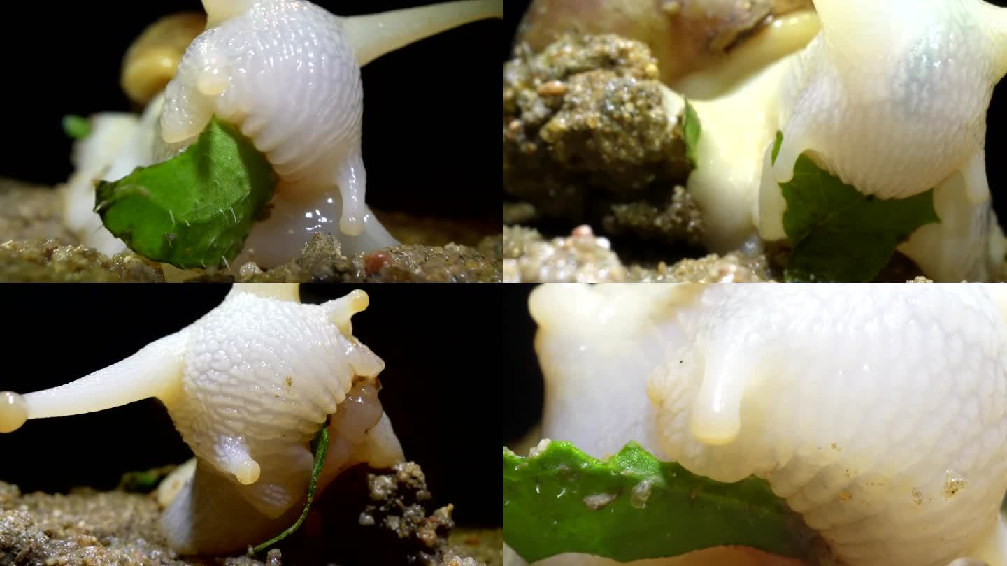 蜗牛吃东西