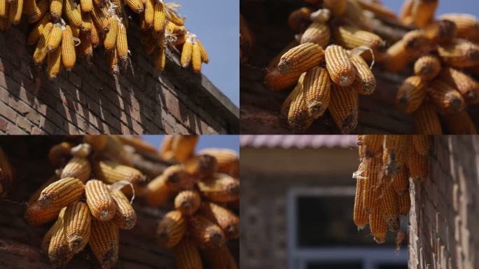 农家院墙上挂的玉米