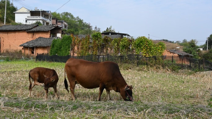 农村田地上的牛母子