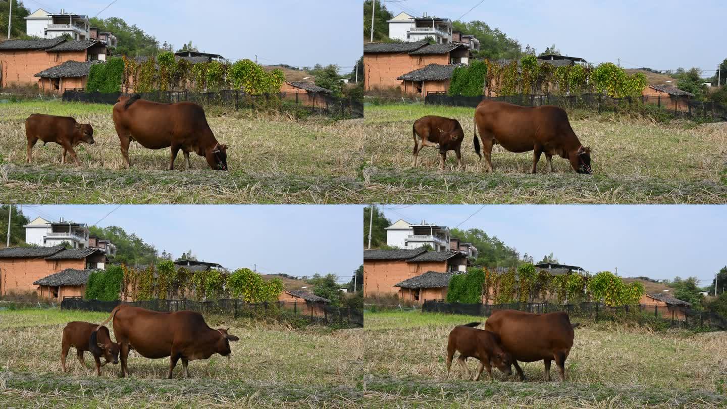 农村田地上的牛母子