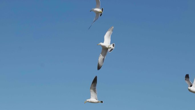 海鸥群在海岸上飞翔
