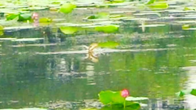 荷花池鱼跃出水面