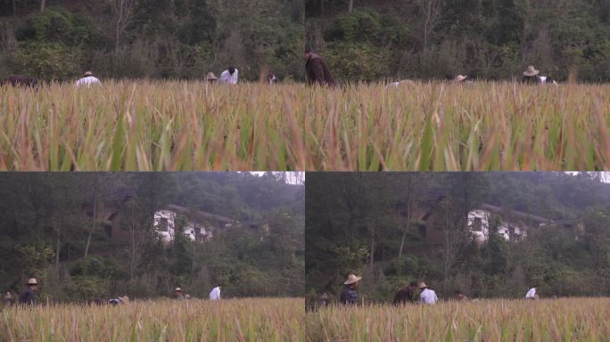 农民割稻子收稻子