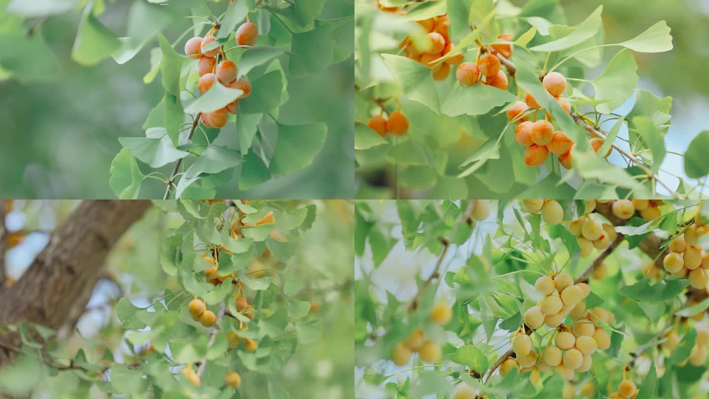 秋天银杏树结满银杏果