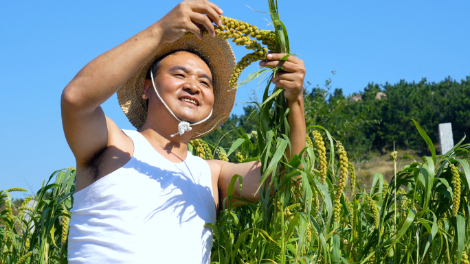 农民查看小米生长情况，丰收节
