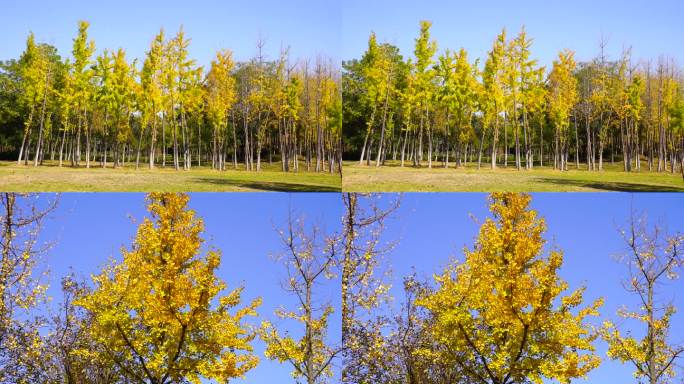 秋季树叶黄叶凋零