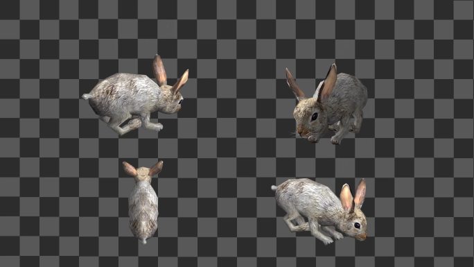 兔子写实视频可循环