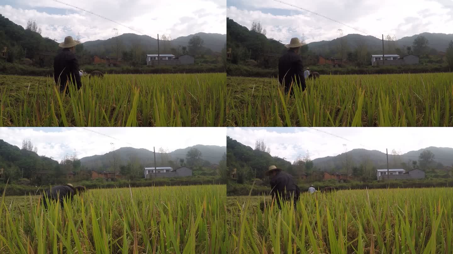 农民割稻子收稻子