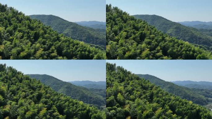 航拍江南浙江竹林竹山竹海毛竹山农村蓝天