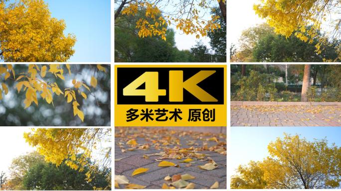 深秋黄色树叶