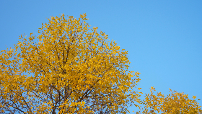 深秋黄色树叶