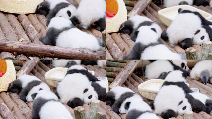 熊猫幼崽爬行