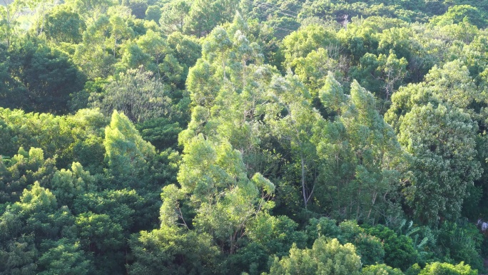 风吹树林大风吹树叶阳光微风狂风吹树林摇摆