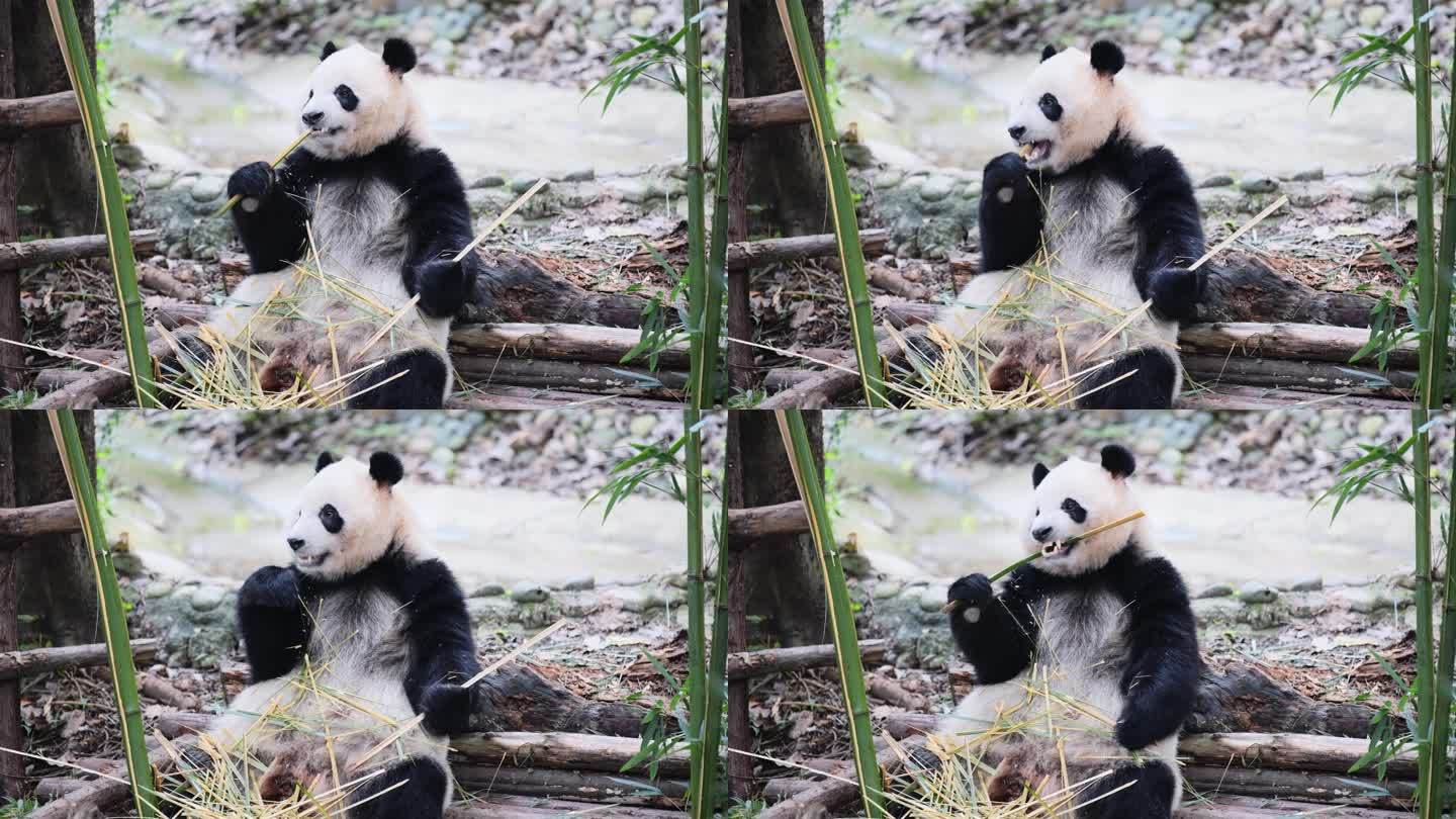 熊猫坐立吃竹子