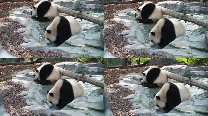 熊猫在水池边喝水