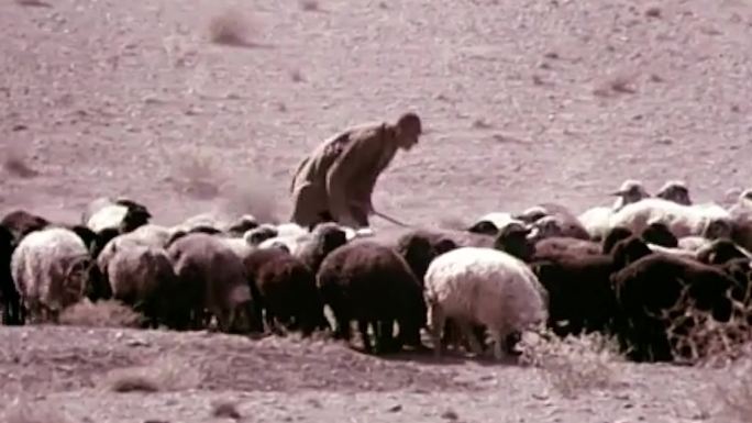 70年代牧羊人羊群