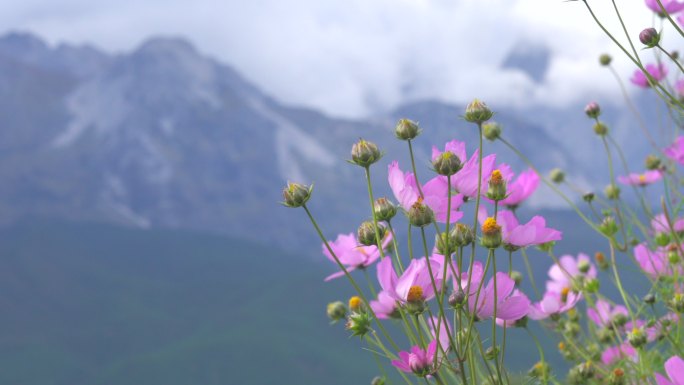 紫色格桑花